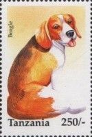 Beagle