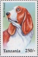 Basset Hound
