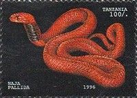 Red Spitting Cobra (Naja pallida)