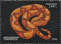 Southern Copperhead (Agkistrodon contortrix)