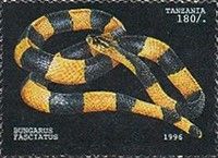 Banded Krait (Bungarus fasciatus)