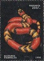 Southern Coral Snake (Micrurus frontalis)