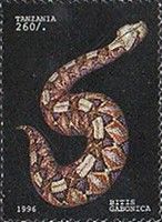 Gaboon Viper (Bitis gabonica)