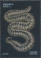 Meadow Viper (Vipera ursini)