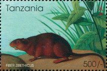 Muskrat (Fiber zibethicus)