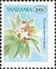 Plumeria rubra acutifolia