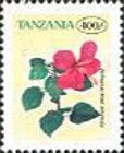Hibiscus rosa sinensis