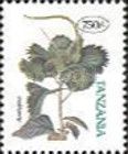 Acalypha