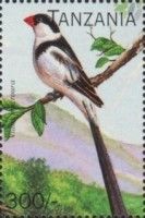 Vidua macroura
