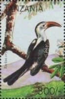 Tockus erythrorhynchus