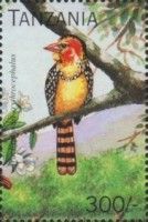 Red-and-yellow Barbet (Trachyphonus erythrocephalus)