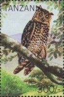 Bubo capensis