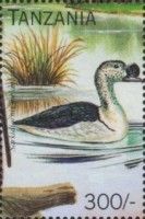 Sarkidiornis melanotos