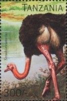 Struthio camelus