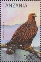 Aquila chrysaetos