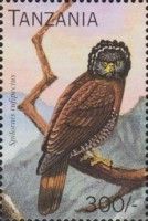 Sulawesi Serpent-Eagle (Spilornis rufipectus)