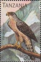 Madagascar Serpent-Eagle (Eutriorchis astur)
