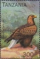 Haliaeetus albicilla