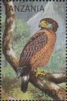 Philippine Serpent-Eagle (Spilornis holospilus)
