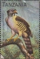 Congo Serpent-Eagle (Dryotriorchis spectabilis)