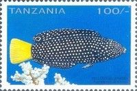 Yellowtail Wrasse (Anampses meleaqrides)