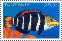Barred Thicklip Wrasse (Hemigymnus fasciatus)