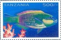 Bullethead Parrotfish (Scarus sordidus)