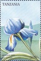 Iris xiphium