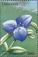Tradescantia andersoniana
