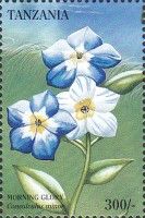 Convolvulus minor