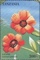 Gazania splendens