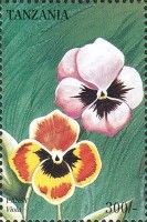 Viola tricolor