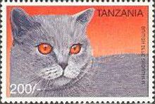British Blue Shorthair