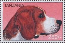 Beagle