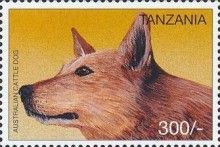 Australian Cattle Dog
