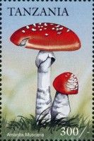 Amanita muscaria