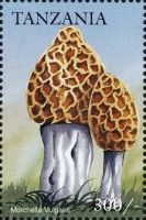Morchella vulgaris