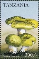 Russula virescens