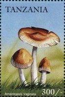 Amanitopsis vaginata