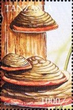 Ganoderma lucidum