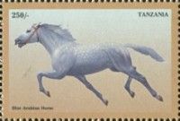 Blue Arabian Horse