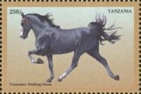Tennessee Walking Horse