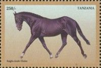 Anglo-Arab Horse