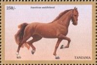 Americam Saddlebred