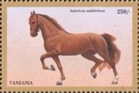 Americam Saddlebred