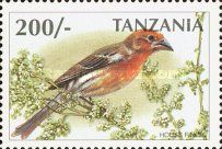 House Finch (Carpodacus mexicanus)