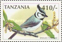 Bridled Titmouse (Parus wollweberi)