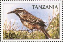 Cactus Wren (Campylorhynchus brunneicapillus)