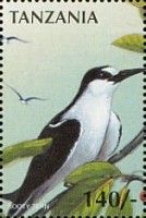 Sooty Tern (Onychoprion fuscatus)