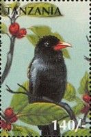 Black Nunbird (Monasa atra)